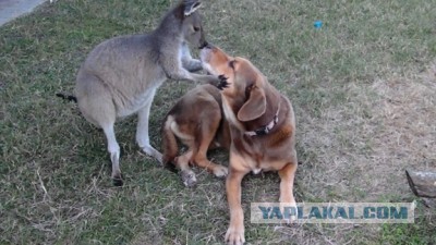 Кенгуру пытается утопить собаку