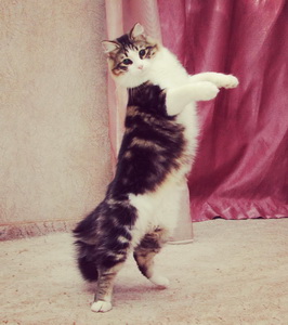Кошачий алфавит