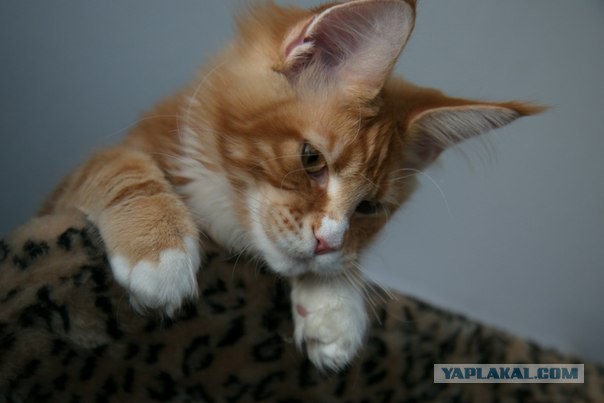 Котовторник   15.04.2014