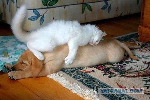 Как успокоить кота за 3 секунды