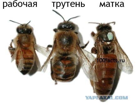 Реанимирование пчелки