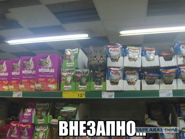 Котовторник 31.03.2015