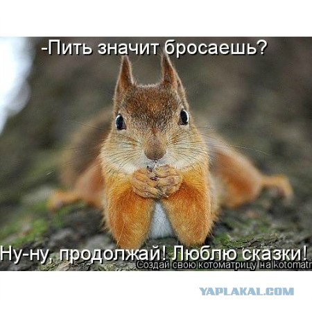 Сын судьи стрелял в белку от страха