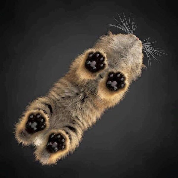 Самая маленькая дикая кошка