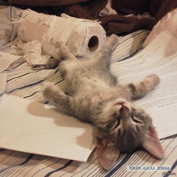 Котэподборка