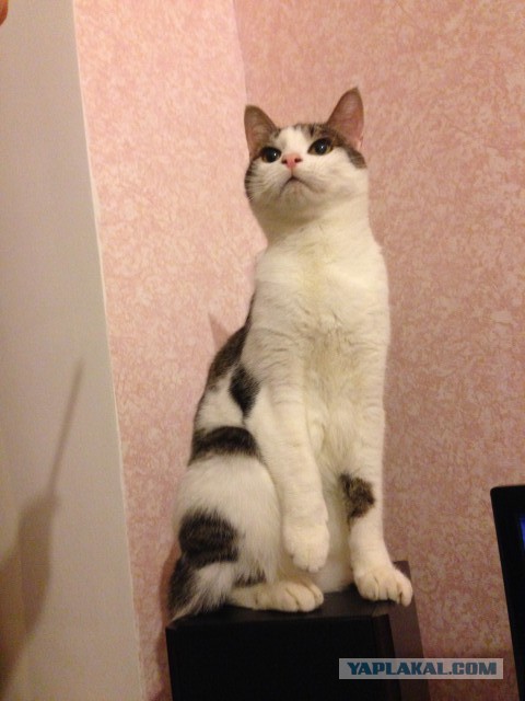 Новогодний котовторник,05.01.16.