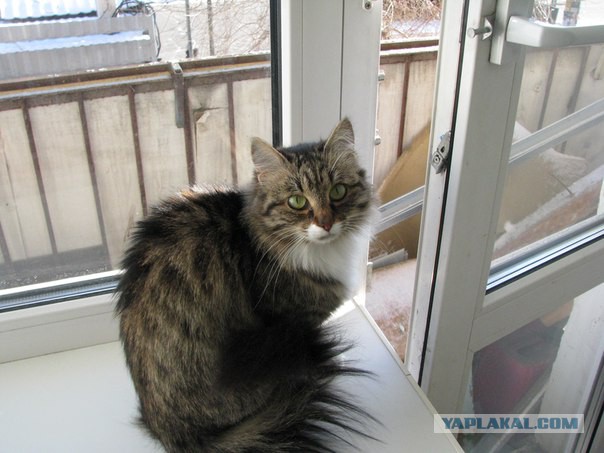 Котовторник