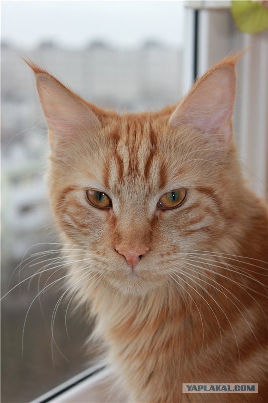 Мейн-куны  настолько  суровы...