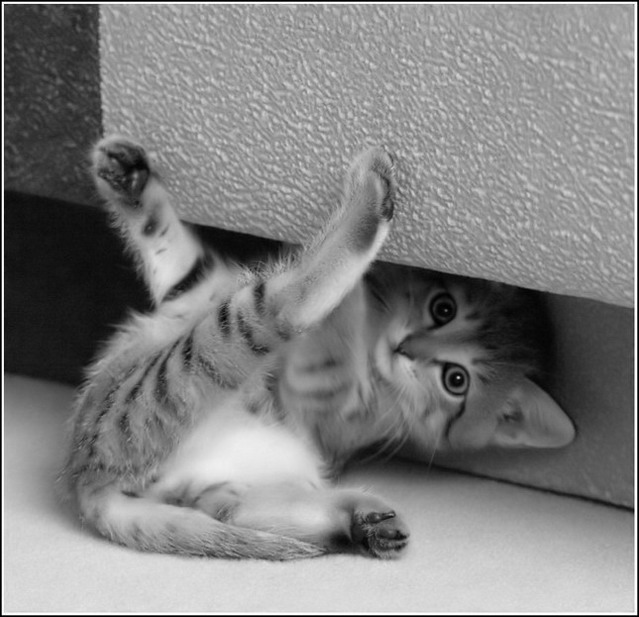 Коты, кошки, котята