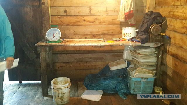 Показательная конфискация и уничтожение 4х тонн красной икры