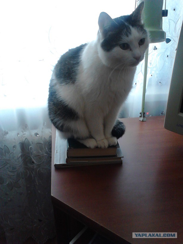 КотоВторник 26.04.2016