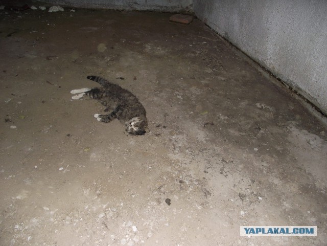 Чем реже сантехник спускается в подвал, тем спокойнее его нервы