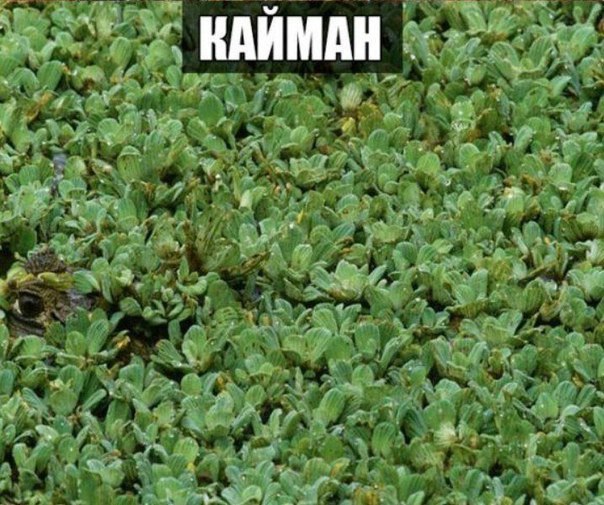 Подборка интересных и веселых фото