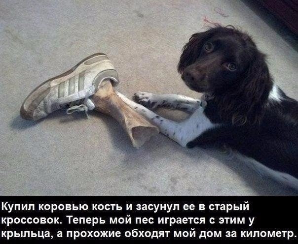 Мохнатые беспредельщики