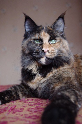 Коты и Кошки