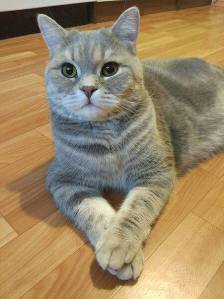 Коты и Кошки