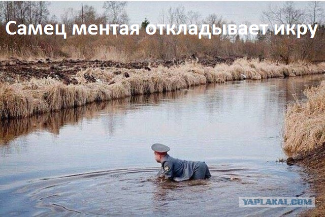 Небольшая подборка картинок, бояны тоже будут