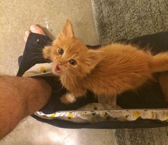 Коты и Кошки