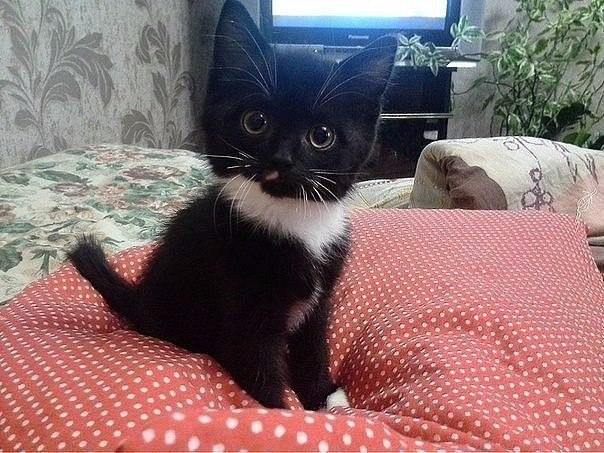 Коты и Кошки