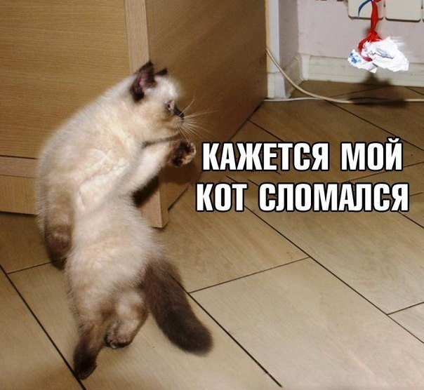 100 картинок для поднятия настроения!