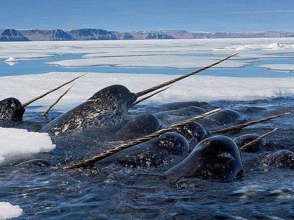 Живность из сети
