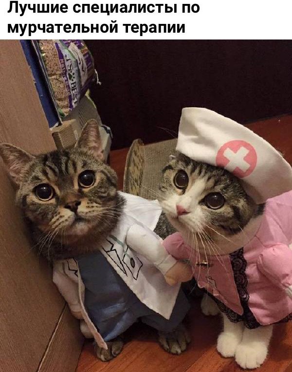 Коты и Кошки