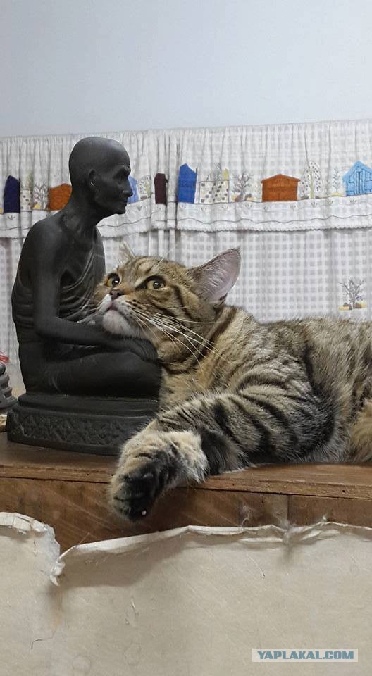 Котовторник 13.03.2018