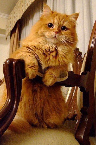 Прикольных котов пост