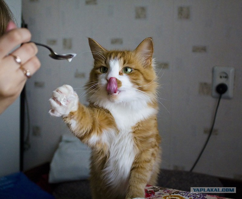 Мурзик любит играть. Котик Мурзик. Котика кормят с ложечки. Смешной кот в сметане. Мурзик смешные картинки.