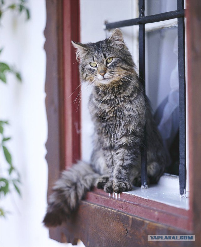 Котовторник в Египте