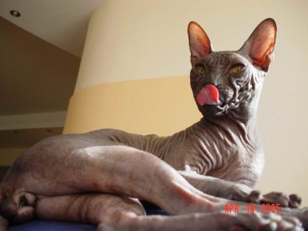Котовторник 27 июля: лучше сидеть лежа!