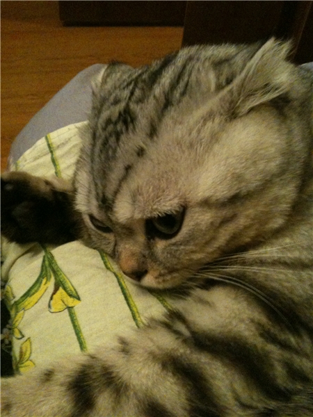 Котовторник 25.01.2011