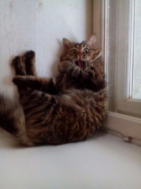 Немного милоты