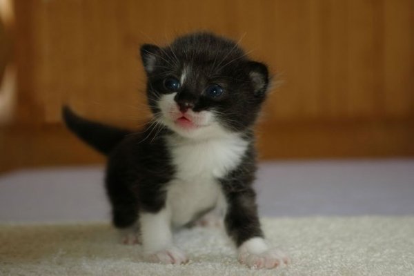 Котовторник 1.11.11