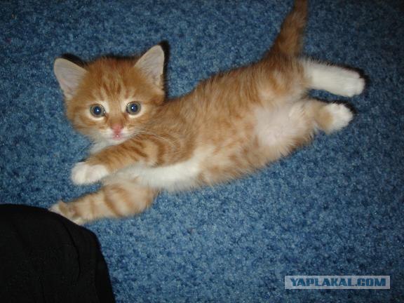 Котовторник (10.01.2012)