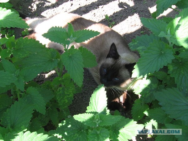 Котовторник 22.05.2012