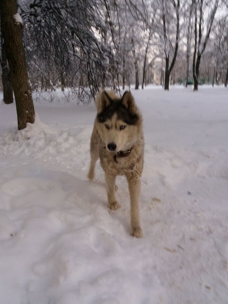 Живность из сети