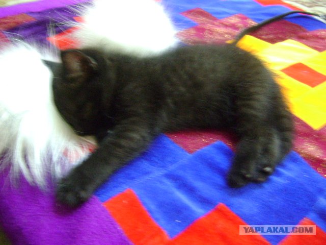 Котовторник   5.06.2012