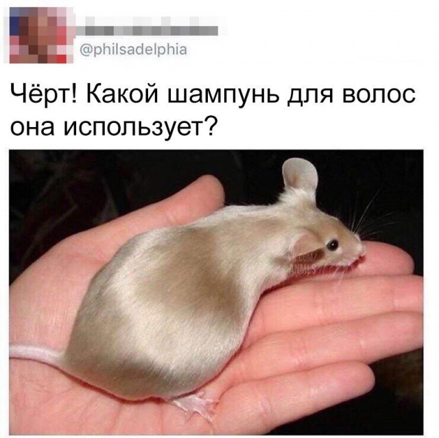 Картинки ниАчем