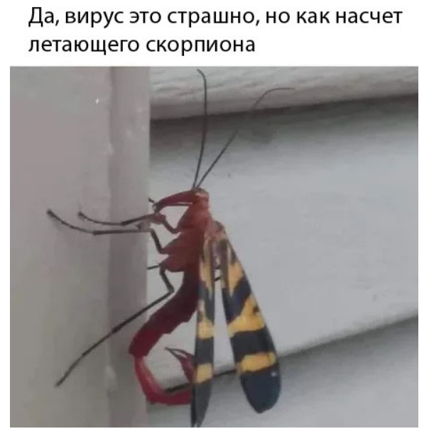 Пандемия. Коронавирус. Россия и мир. Последняя информация. Часть 12