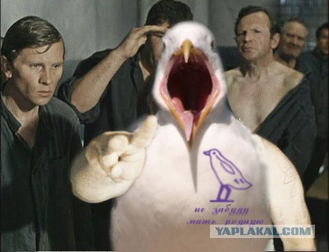 Чайка из Алькатраца