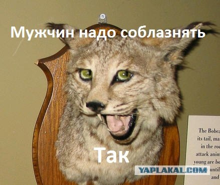 Таксидермия + наркомания