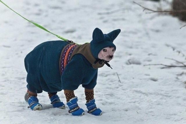 Всех кошатников с Праздником!