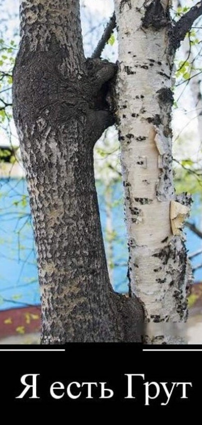 Каллы. Про зелень