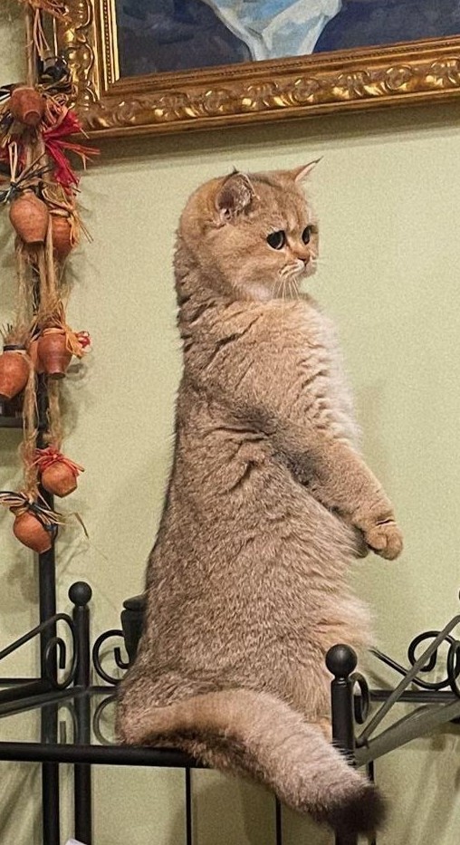 Котовторник так котовторник