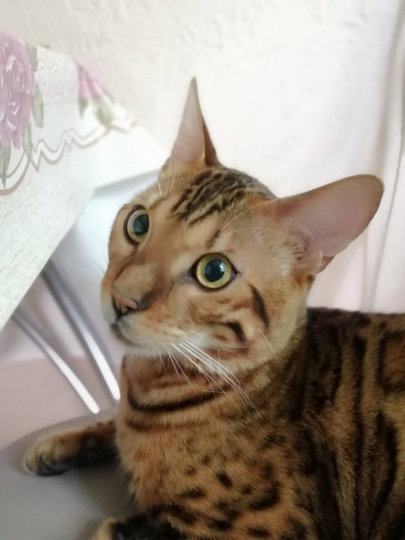 Вторник. Котэ. Пора