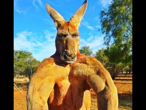 Покормил на свою голову