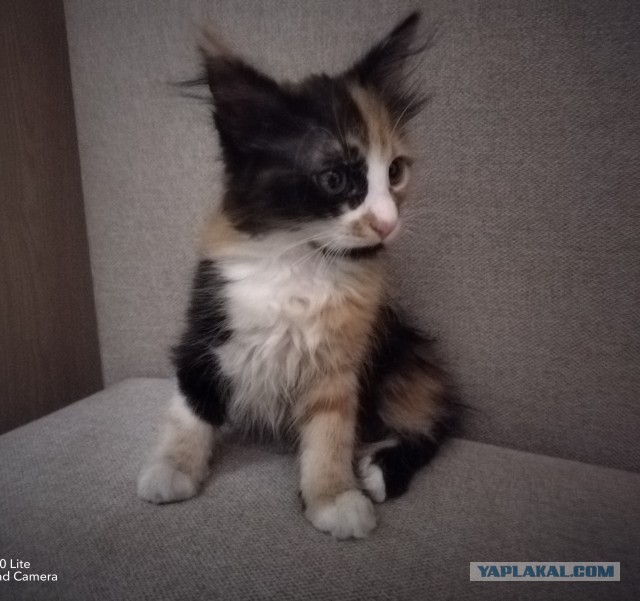 Котовторнику посвящается