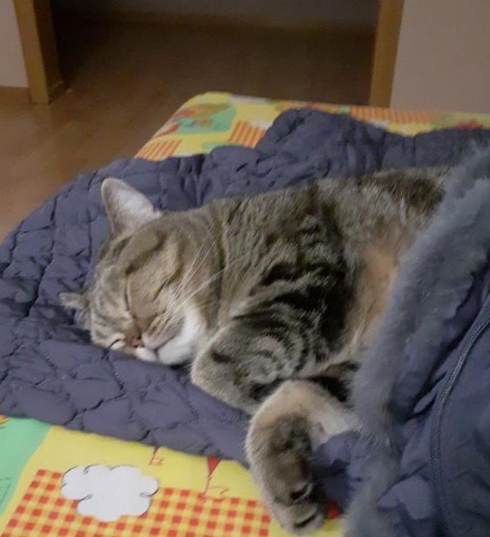 Мой кот