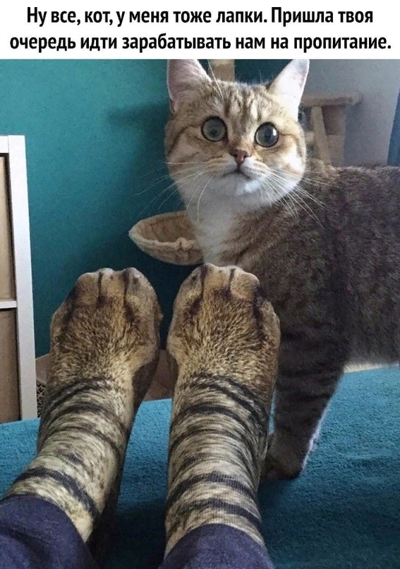 Котокартинки
